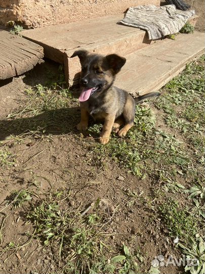 Щенки маленьких пород