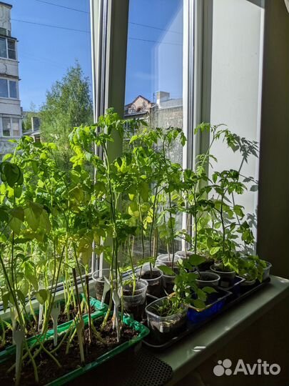 Рассада помидор перца баклажан