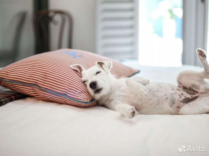 Передержка, выгул собак, присмотр, уход