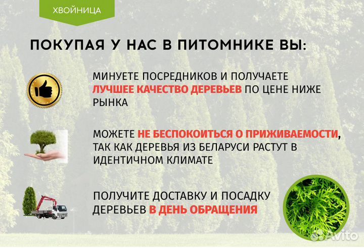 Туя Смарагд 1,8-2 м