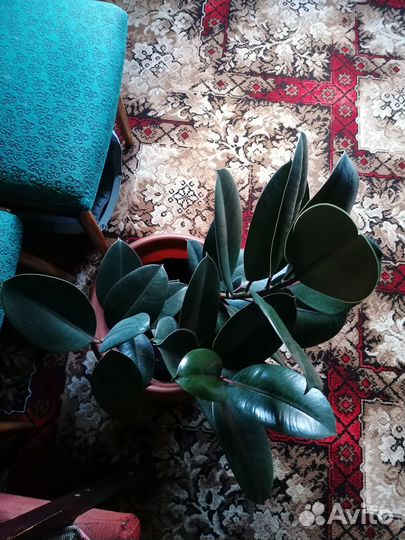 Фикус каучуконосный