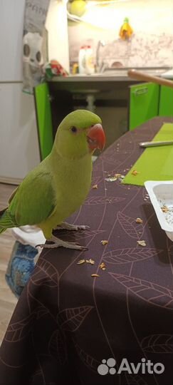 Ожереловый попугай