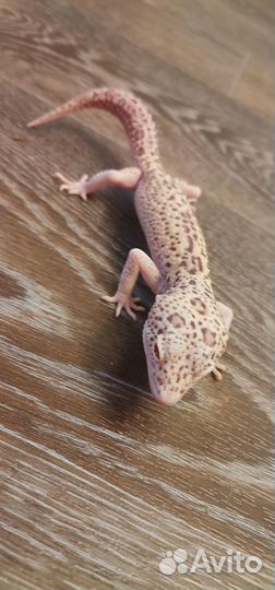 Эублефар самец Stels Enigma