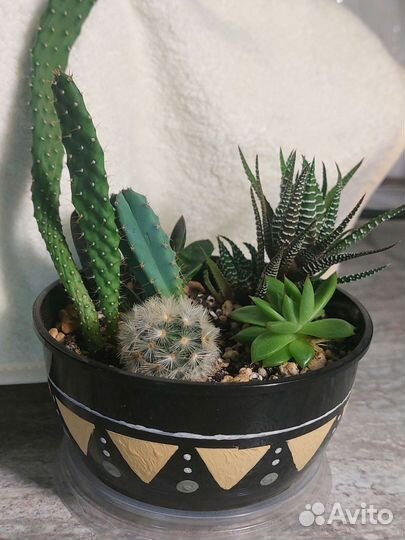 Кактусы и суккуленты