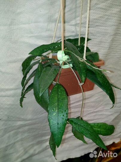 Хойя Дженифер, Лиза, Обовата и др