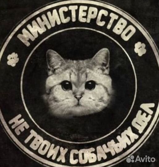 Домашняя передержка котов/кошек, котоняня