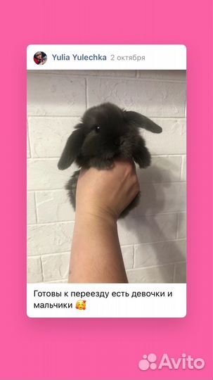 Кролик вислоухий NHD mini-lop