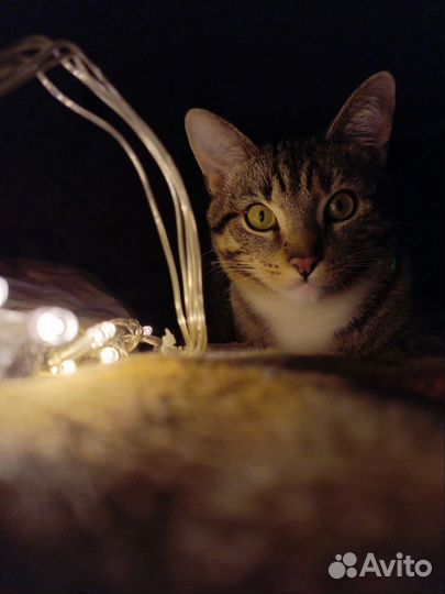 Кот в домашние руки