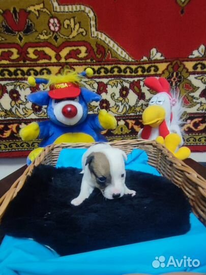 Щенки джек рассел терьер