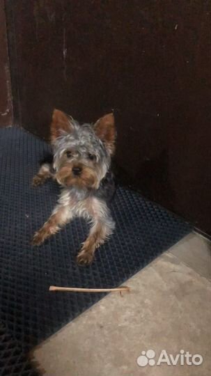 Йоркширский терьер приглашает на вязку