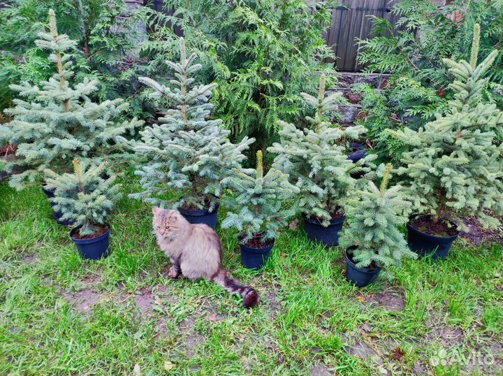 Голубая ель - глаука