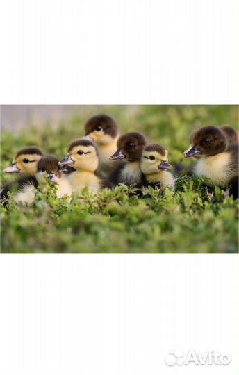 Инкубатор для яиц автоматический бу