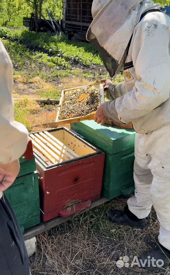 Пчелопакеты в 2024 год с Краснодарского края