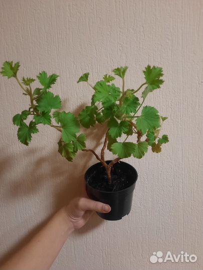 Королевская пеларгония герань