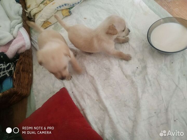 Той-терьер щенки