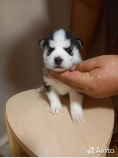 Хаски для вязки