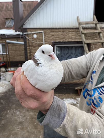 Продажа голубей пермских