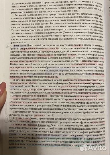 Привес анатомия человека