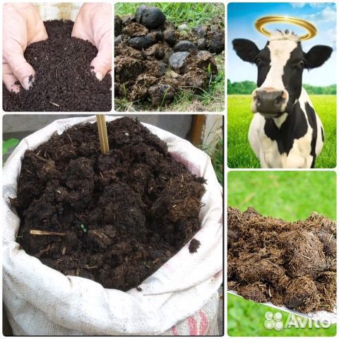 Перегной Навоз