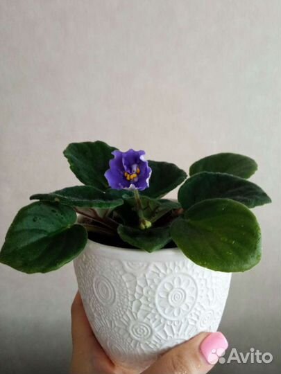 Фиалки продажа