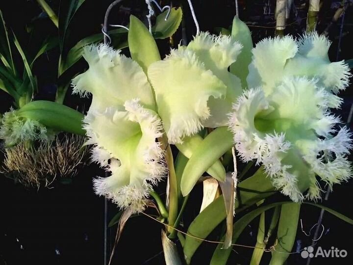 Орхидея каттлея