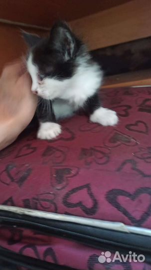 Отдам котят в добрые и заботливые и руки