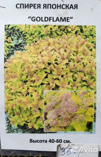 Декоративные кустарники