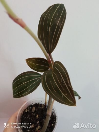 Драгоценная орхидея