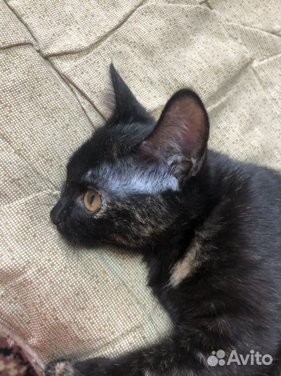 Отдам в добрые руки