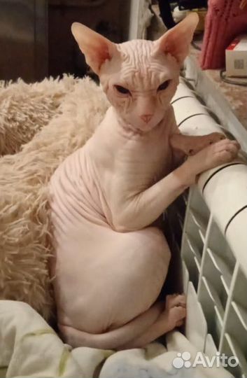 Кот сфинкс вязка