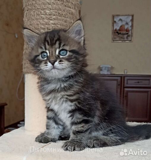 Сибирский котенок мальчик