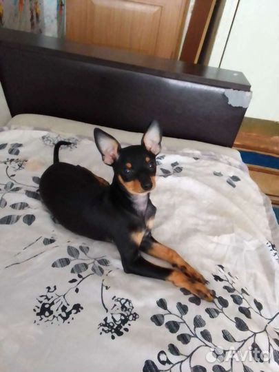 Девочка той терьер