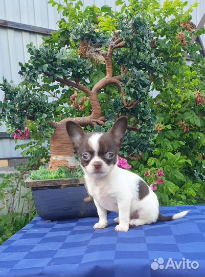 Супер мини Мальчики курносые Чихуахуа