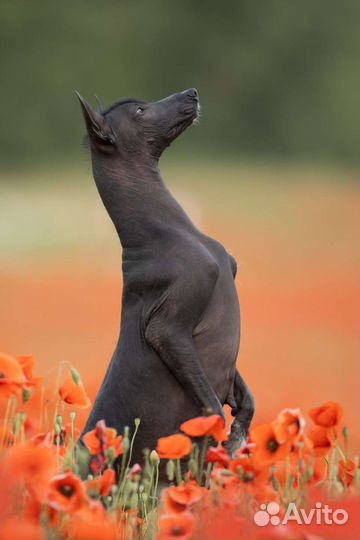 Щенки мгс ксоло(стандарт)