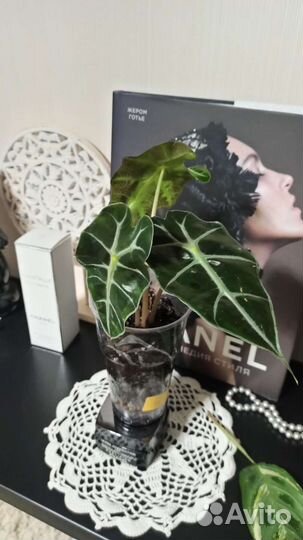 Алоказия Полли, Гибискус пестролистный, Эпипремнум