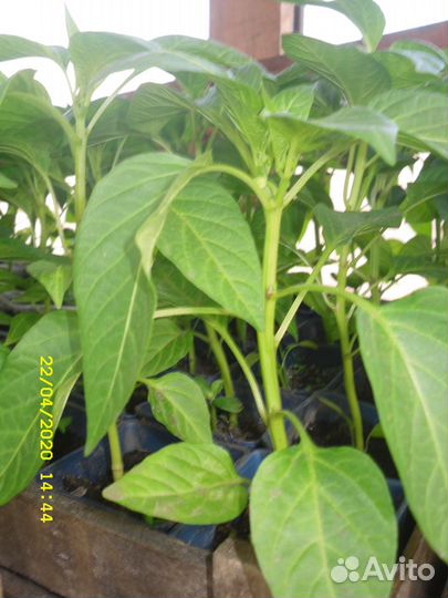 Рассада овощей и цветов