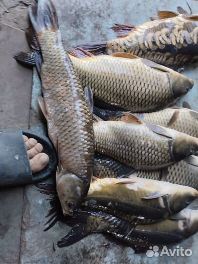 Рыбалка 35км от Самары