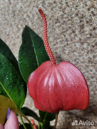 Антуриум Шерцера сорт Линдси