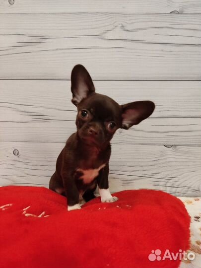 Щенки чихуахуа