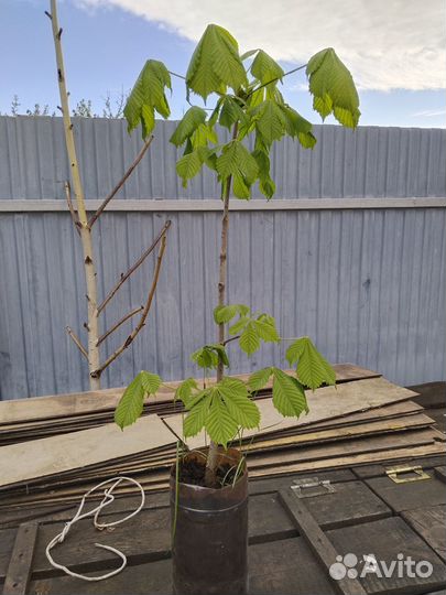 Саженцы каштана