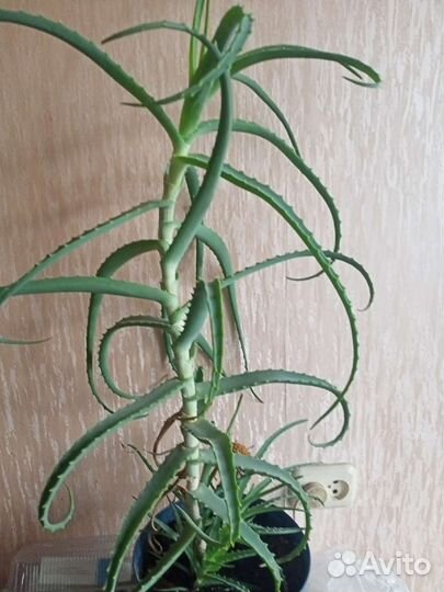 Алое древовидное - столетник