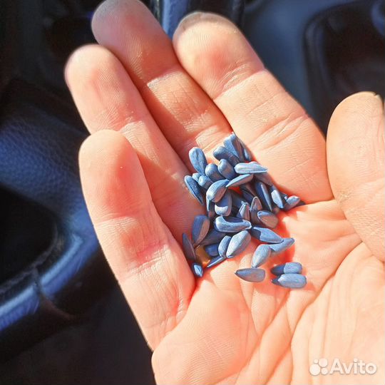 Семена подсолнечника