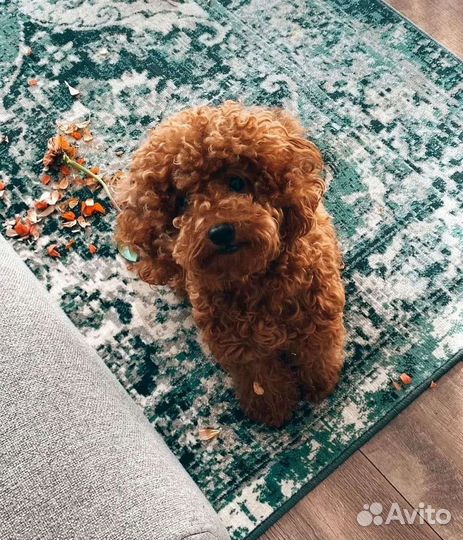 Сейди малыш Мальтипу