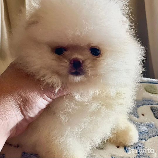 Микро мальчик и девочка померанского шпица