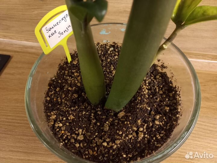 Замиокулькас зензи