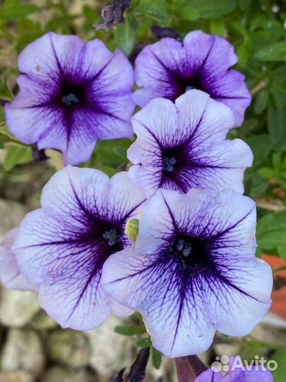 Петуния Литлтунья Блю Вейн рассада доставка