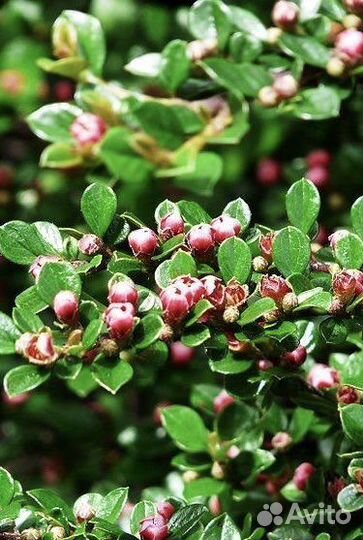 Кустарник для живой изгороди