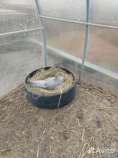 Инкубационное яйцо индоутки