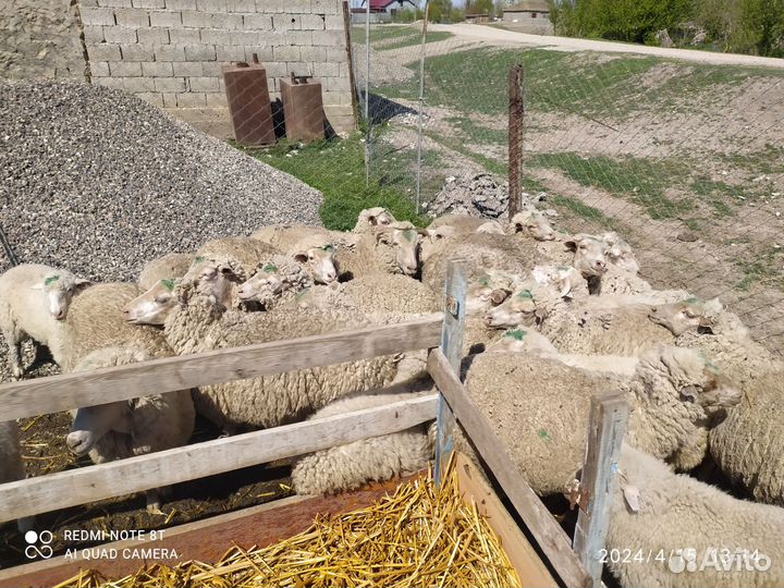 Овцы бараны ягнята