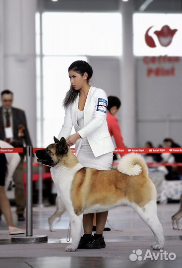 Хендлер, подготовка к выставке, дрессировка